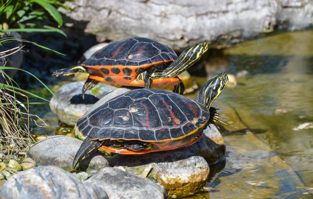 Un piéton meurt en tentant de sauver une tortue en Floride