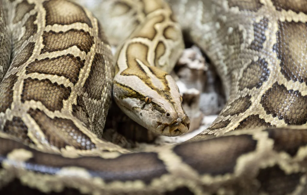 Un python fugueur retrouvé à Montendre, Charente-Maritime