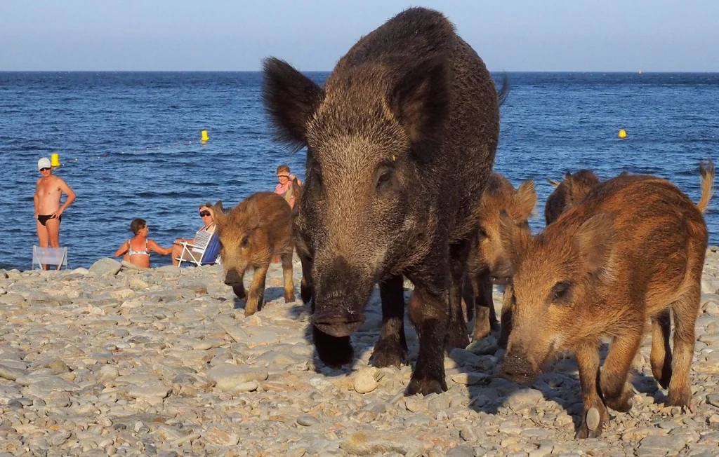 Une famille de sangliers s'invite à la plage en France