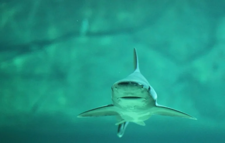 Une jeune femme mordue par un requin à Long Island, New York