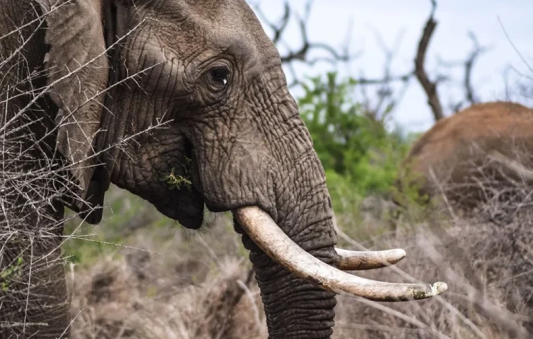 Zambie : Deux touristes tuées par un éléphant lors d&rsquo;un safari