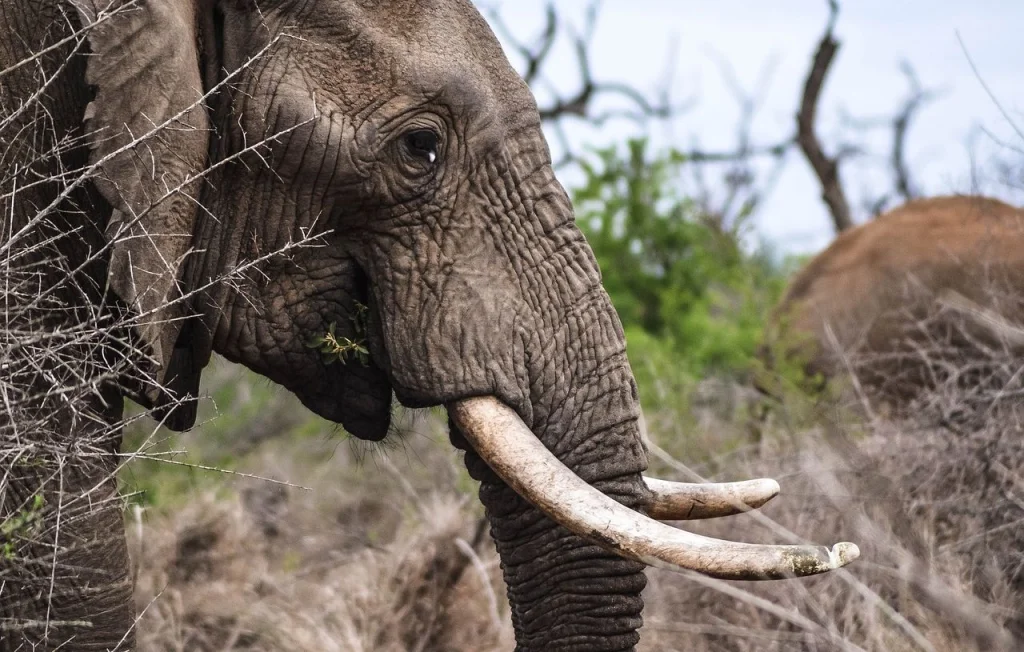 Zambie : Deux touristes tuées par un éléphant lors d'un safari