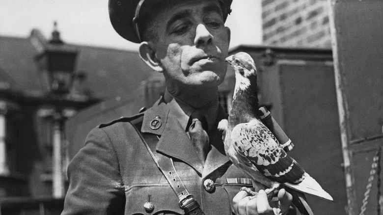 Un officier britannique tenant un pigeon voyageur