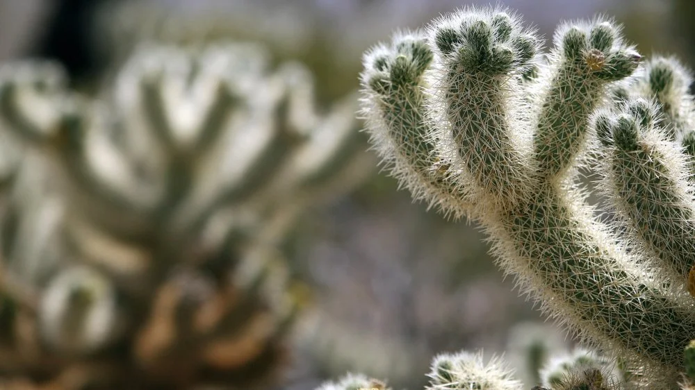 Jardin de cactus dans le désert de Joshua Tree