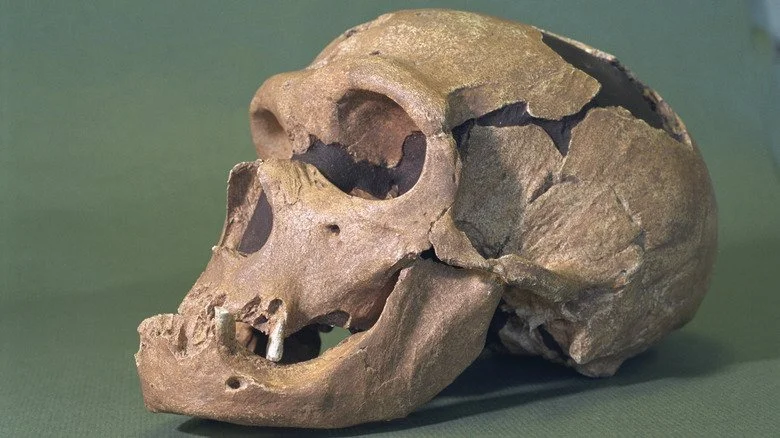 Crâne d'homo Néandertal réparé