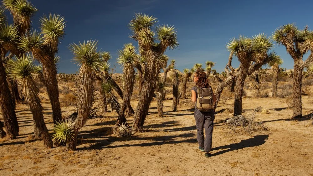 Randonneur dans le parc national de Joshua Tree