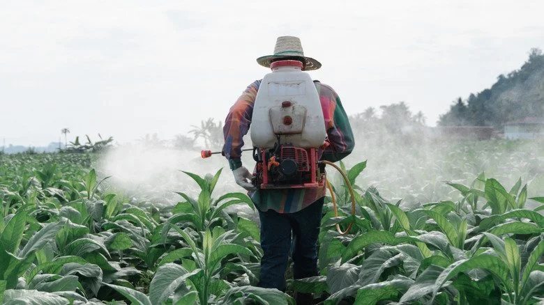 Un homme aspergeant un pesticide