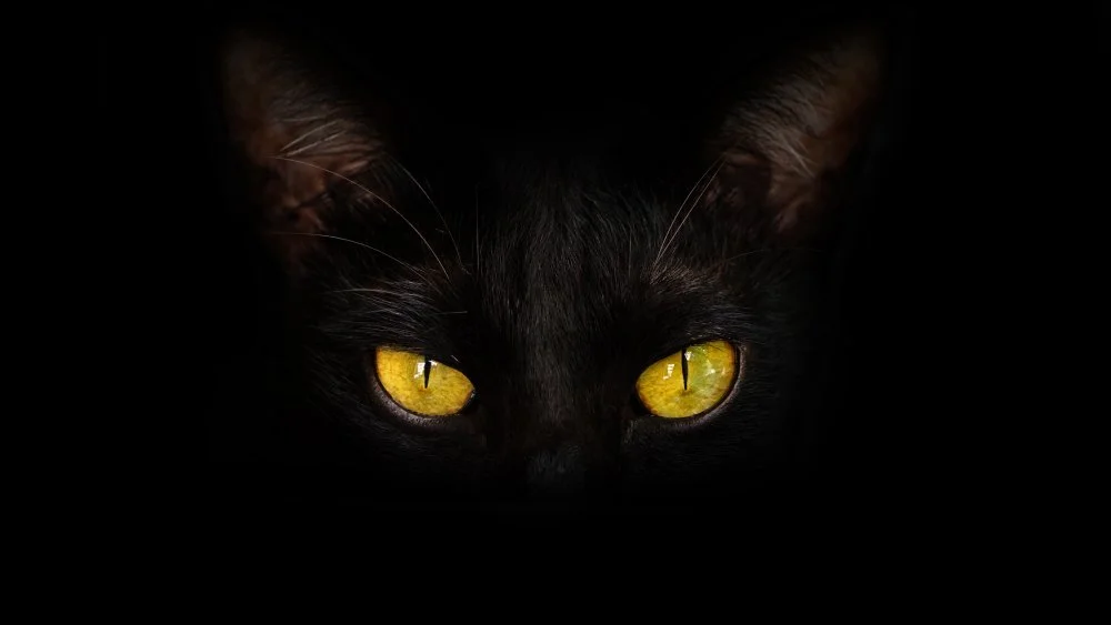 Origine de la superstition autour des chats noirs