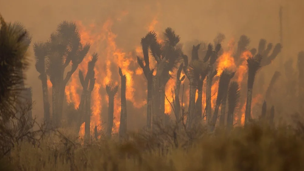 Feu dans le parc national de Joshua Tree