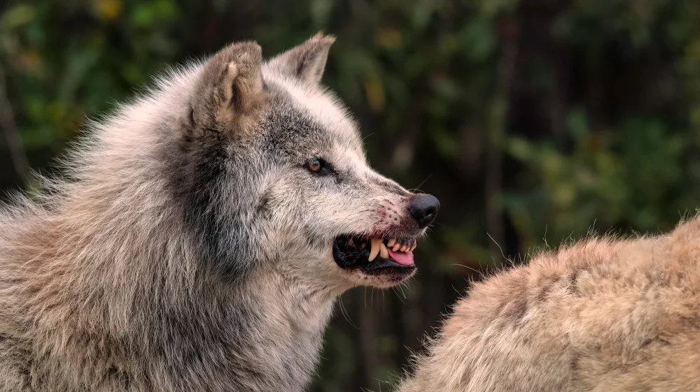 Chien agressif renfrogné montrant ses crocs