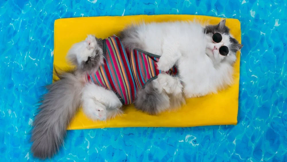 Chat dans une piscine
