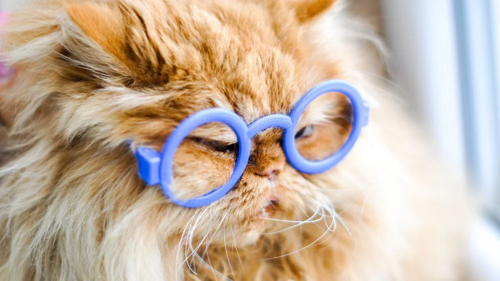 chat avec lunettes
