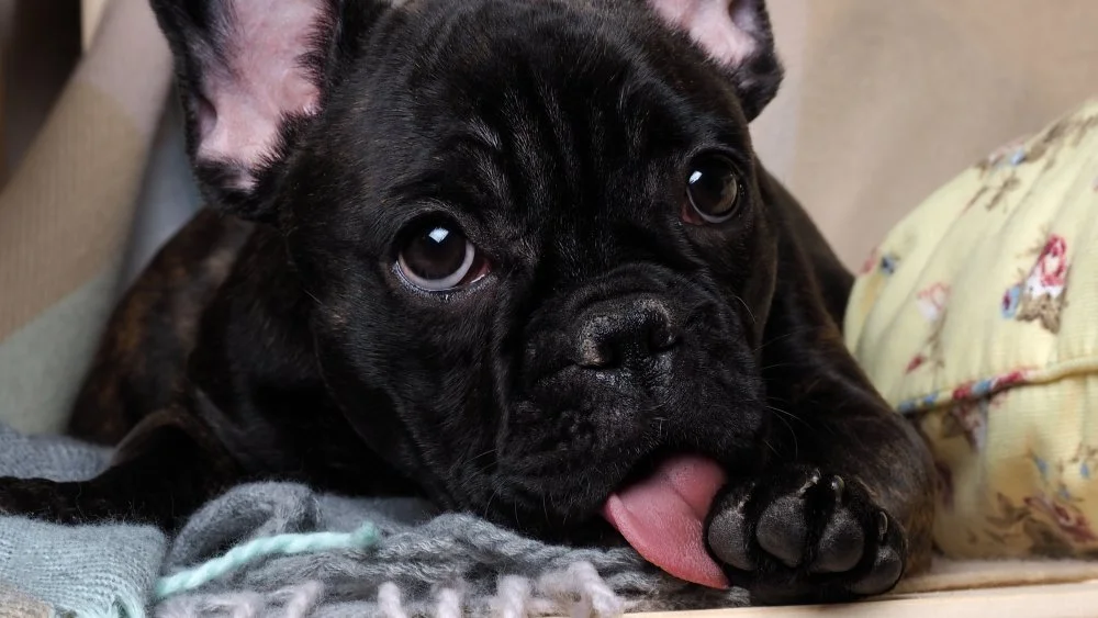 Chien se léchant la patte