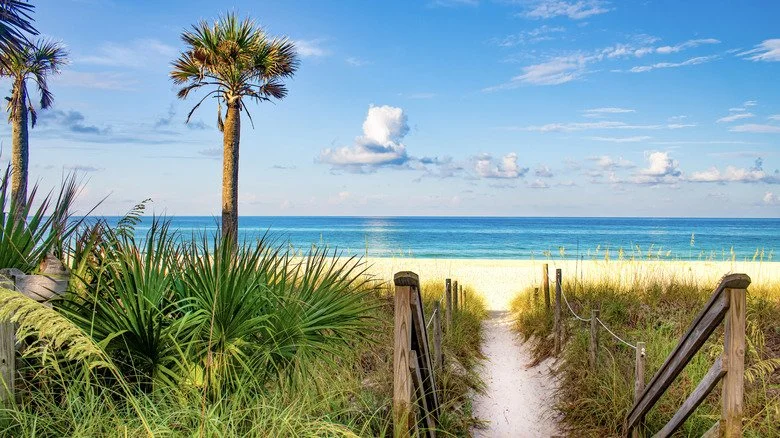 Palmier et plage en Floride
