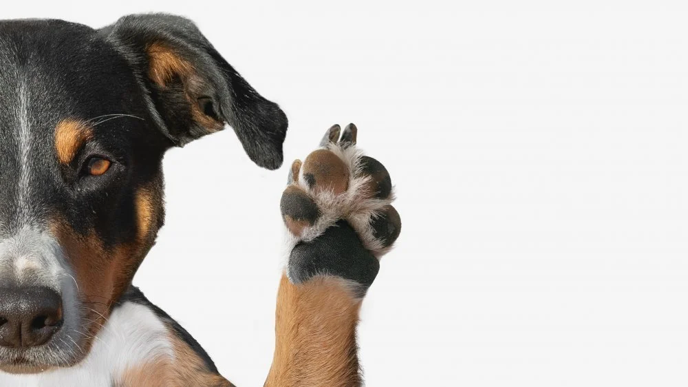 Chien utilisant sa patte gauche