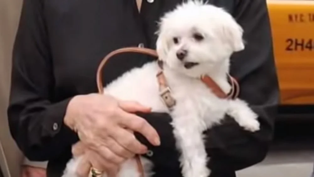 Trouble, le chien de Leona Helmsley