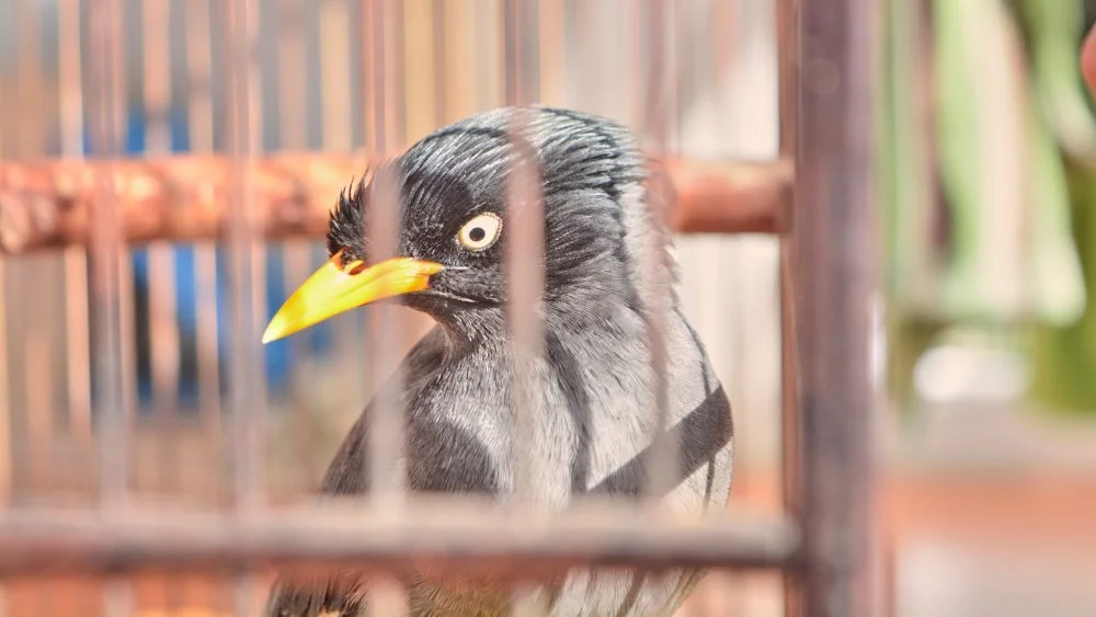 Étourneau de Mozart