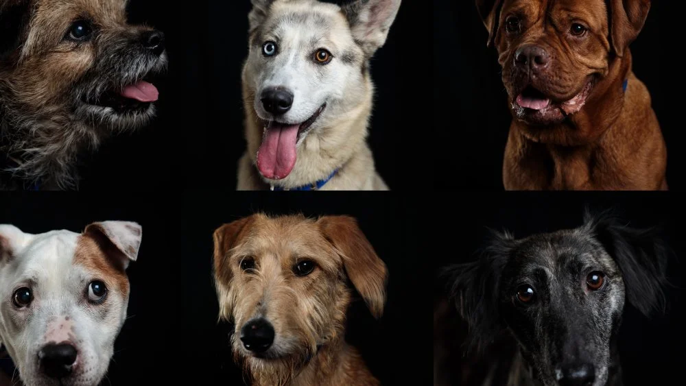 Différentes races de chiens