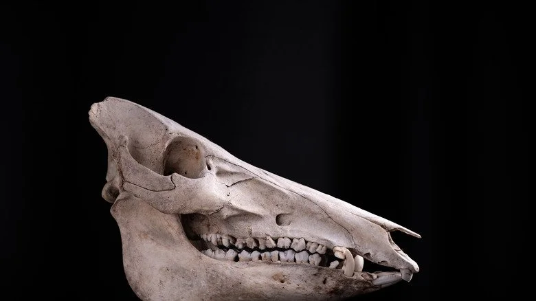 Crâne de cochon sur fond noir