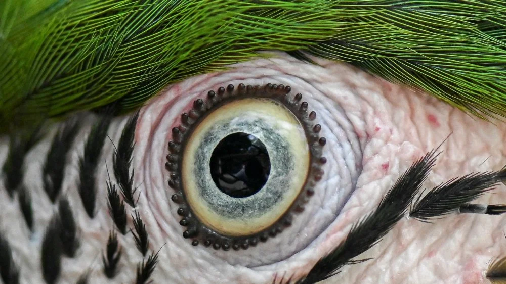 Vue en plongée d'un perroquet