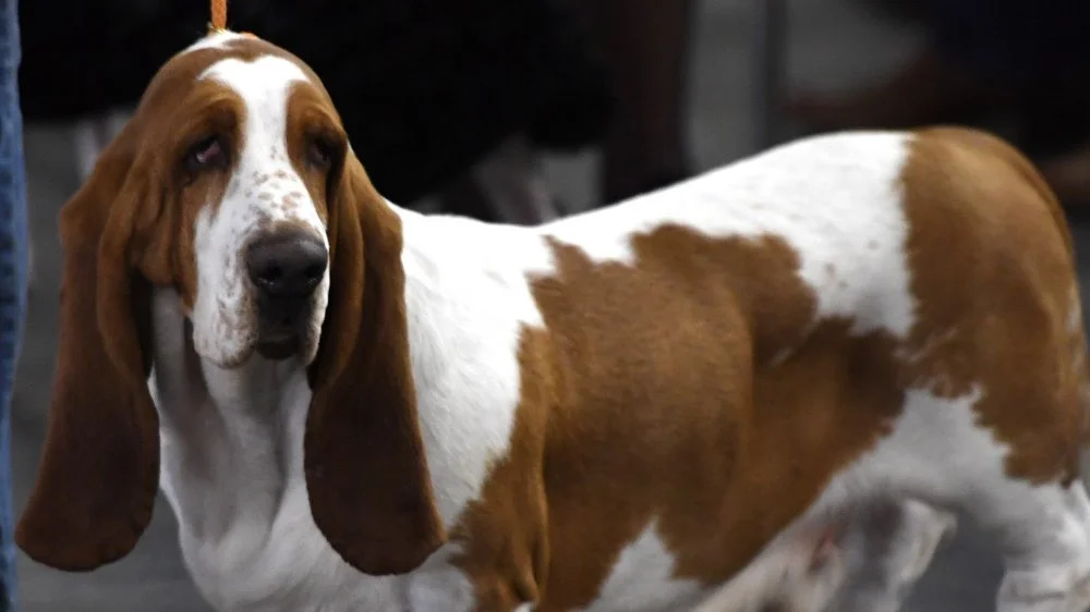 Basset hound