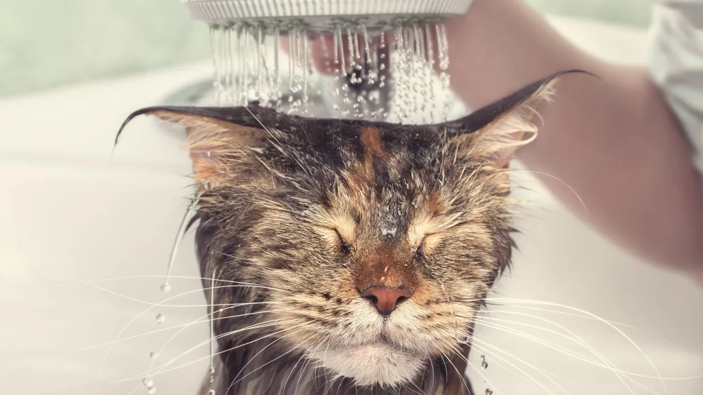 Chat prenant un bain