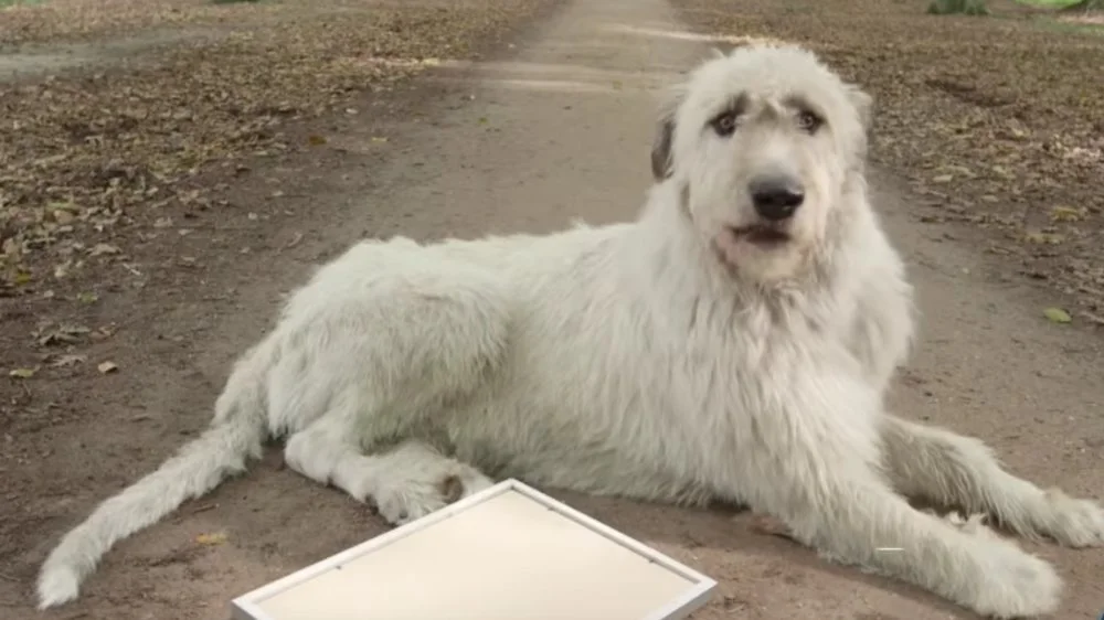 Irish wolfhound nommé Keon