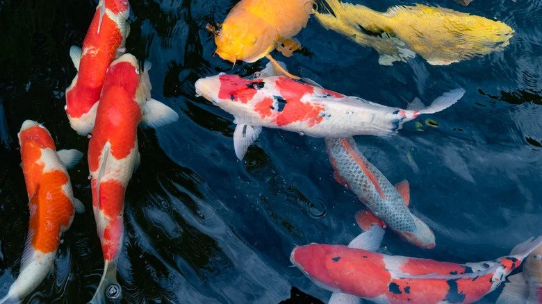 Multicolored koi fish swimming
