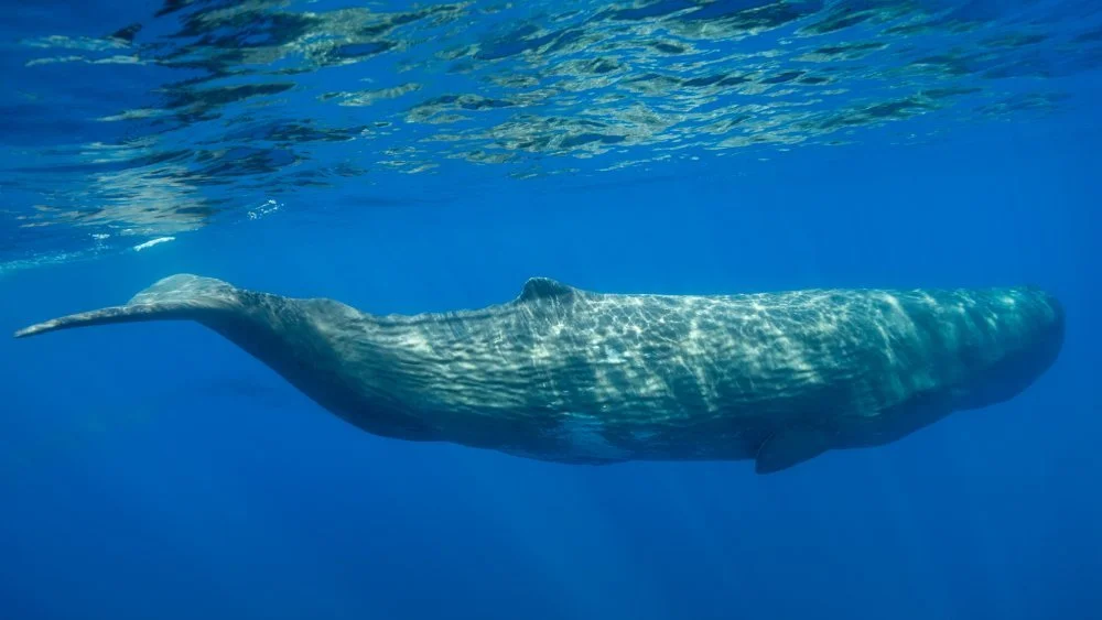 Sperm whale