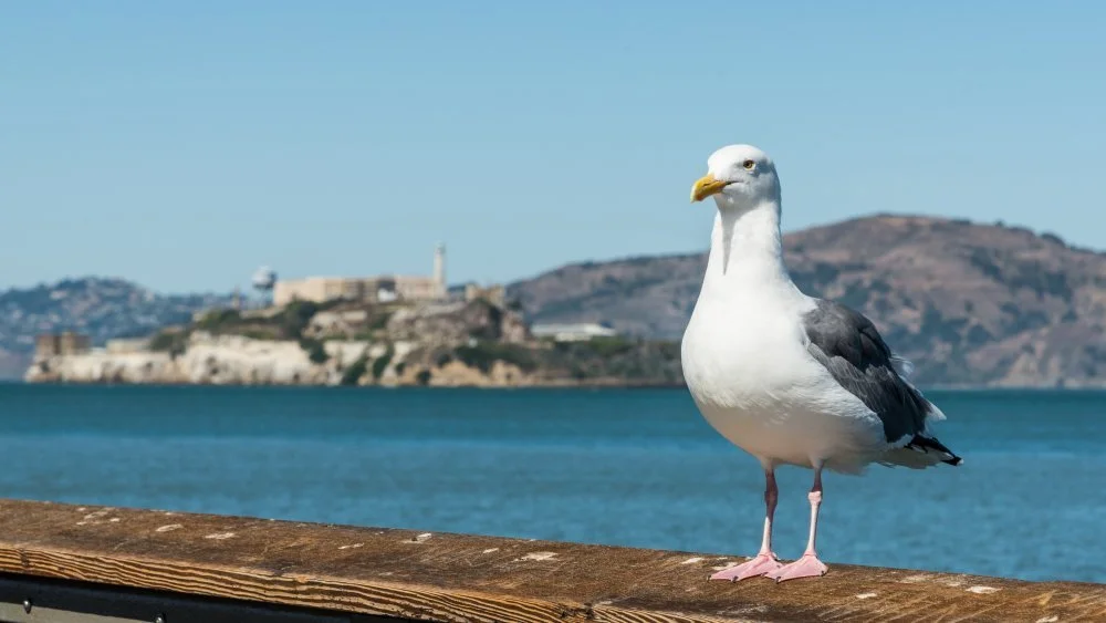L'île d'Alcatraz vue de loin