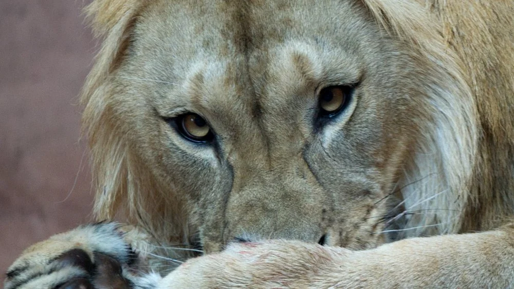 Lion majestueux dans la nature