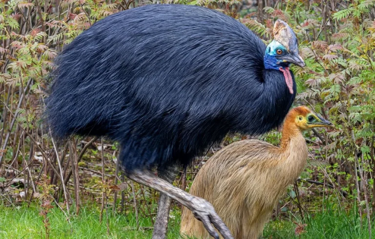 5 Oiseaux Incapables de Voler et Leur Étonnante Adaptation