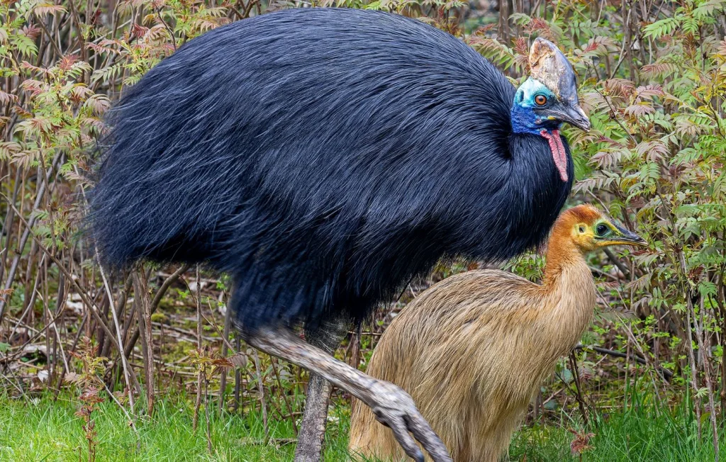 5 Oiseaux Incapables de Voler et Leur Étonnante Adaptation