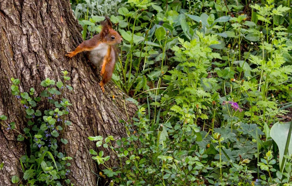 Aider les animaux sauvages face à la chaleur estivale