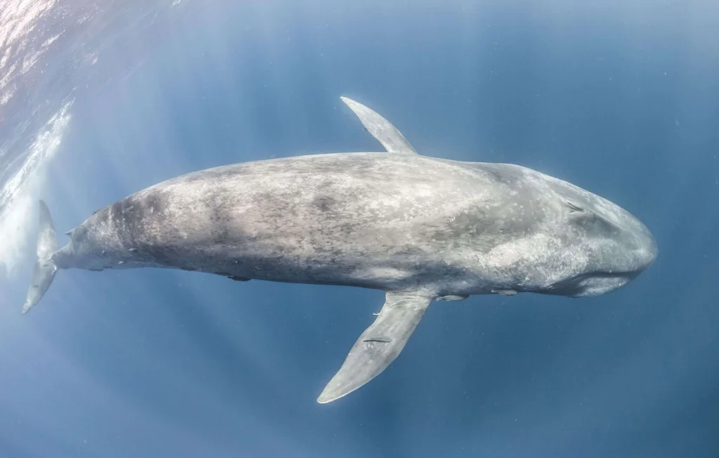 Baleines bleues : Leur chant diminue sous l'effet du climat