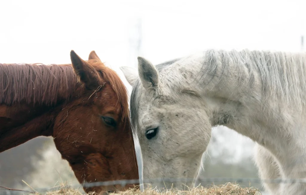 Chevaux mutilés en Normandie : le suspect face à la justice