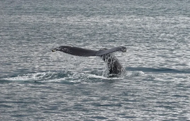Collision Tragique : Une Baleine de 6m Meurt aux États-Unis