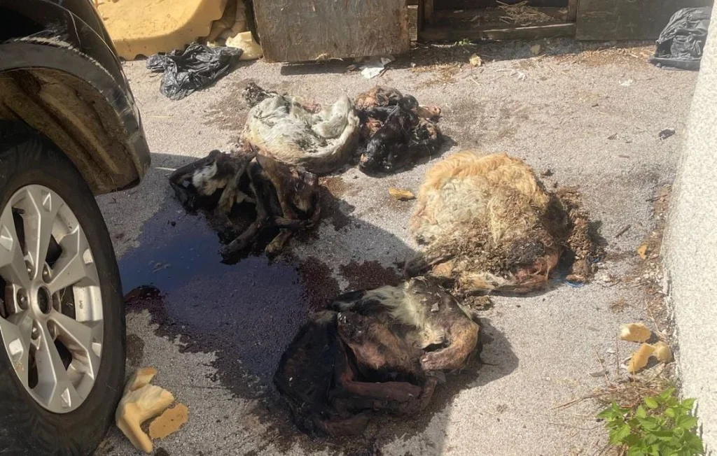 Découverte d'un charnier de chiens dans le Doubs