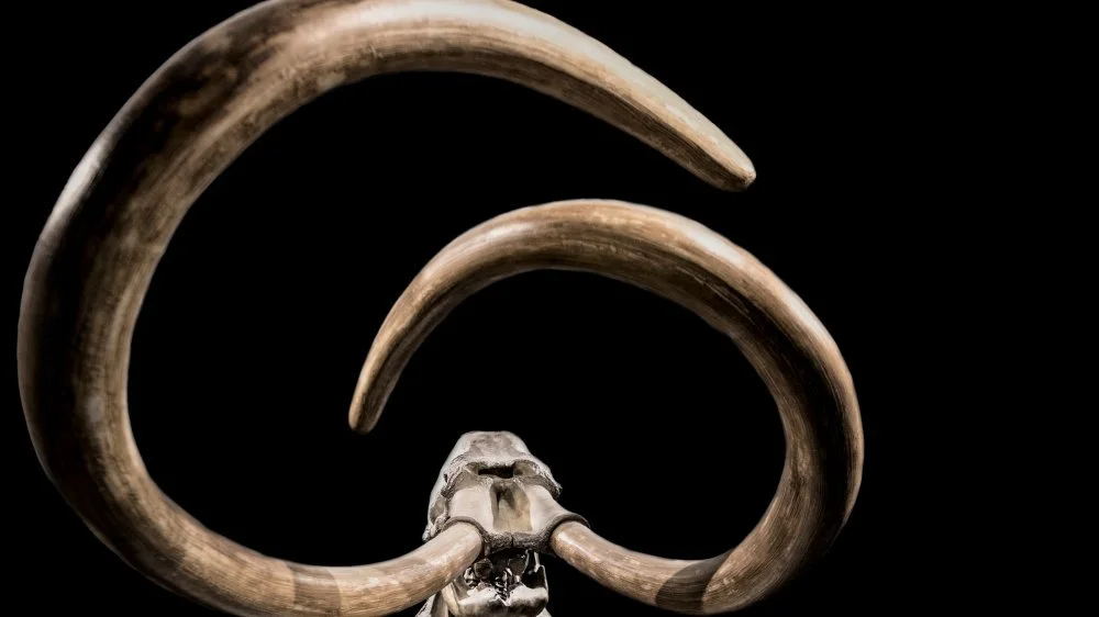 Découverte d'une structure préhistorique en os de mammouth en Russie