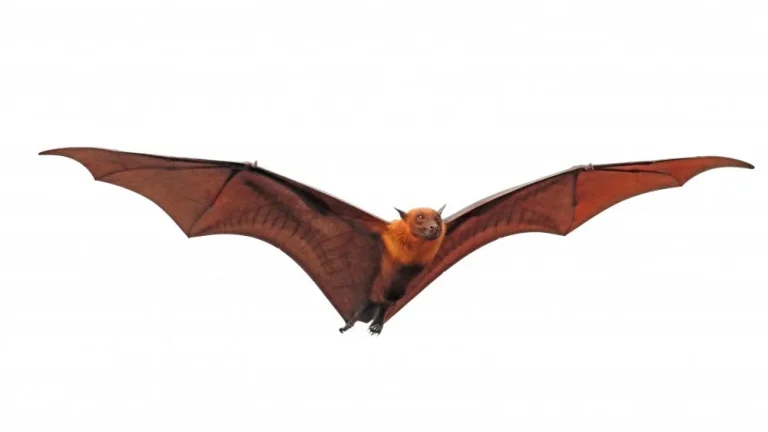 Découvrez la Plus Grande Espèce de Chauve-Souris au Monde