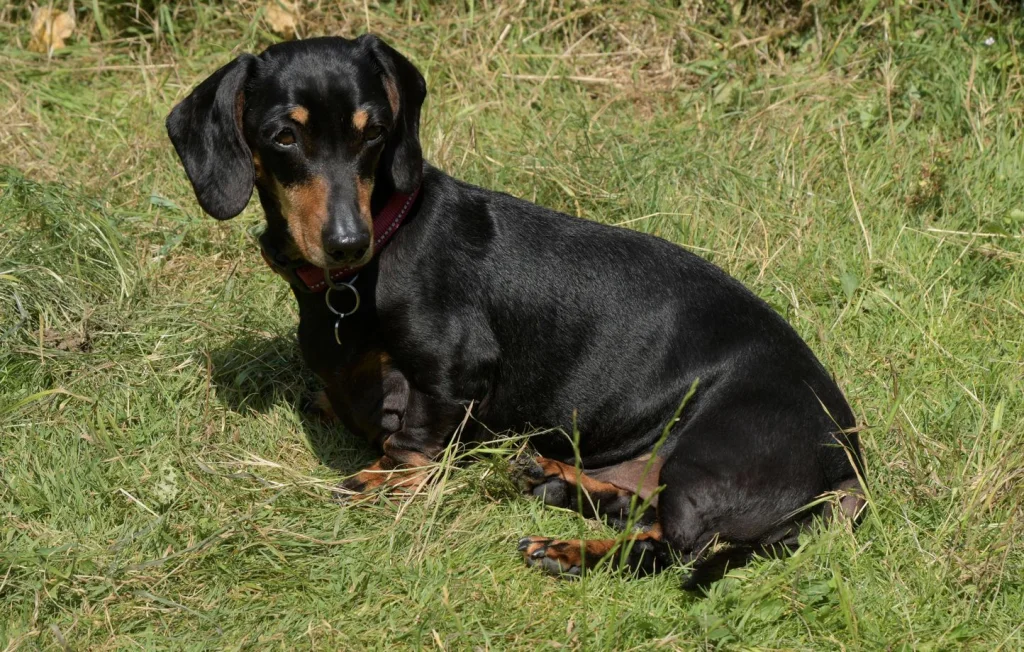 Des Chiens Secourus Après Deux Jours Dans un Coffre à Charleville