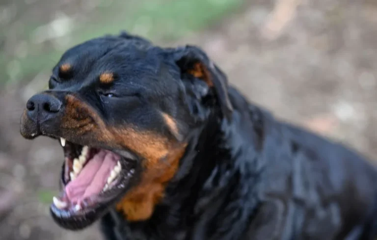 Drame dans le Loiret : Un enfant tué par le chien familial