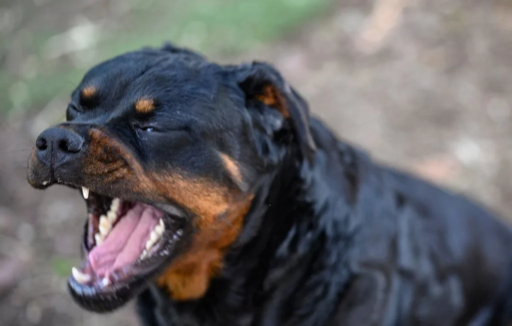 Drame dans le Loiret : Un enfant tué par le chien familial