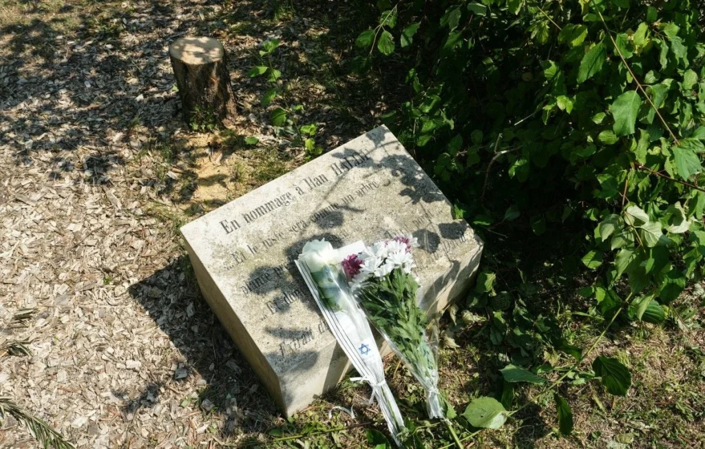 Interpellation de jumeaux dans l'enquête sur l'abattage d'un olivier