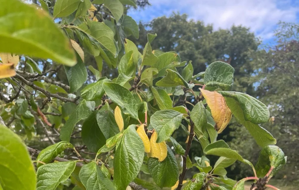 Jardin en détresse : signes de chaleur et sécheresse révélateurs