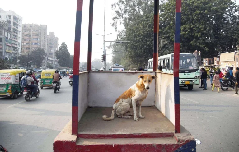 La justice indienne ordonne la mise à l&rsquo;abri des chiens errants