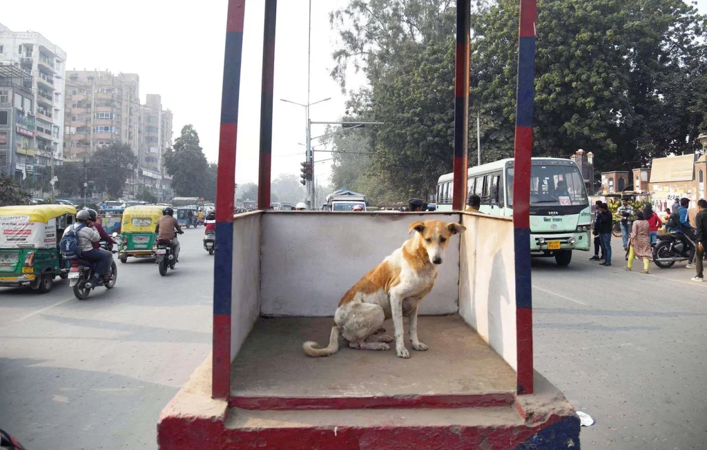La justice indienne ordonne la mise à l'abri des chiens errants