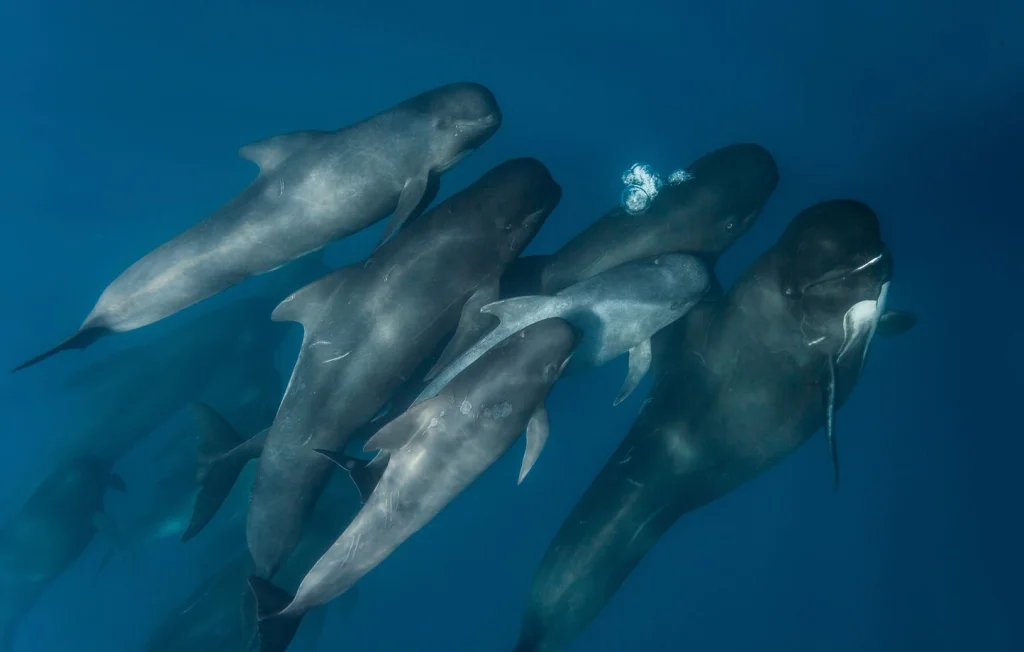 Le globicéphale commun : un dauphin aux caractéristiques surprenantes