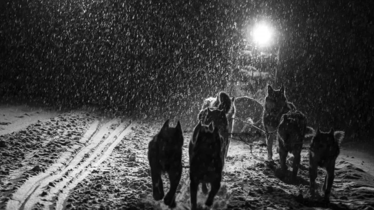 Les Chiens Ont-ils Vraiment une Vision Nocturne ?