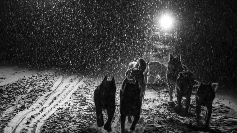 Les Chiens Ont-ils Vraiment une Vision Nocturne ?